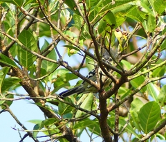 Machlolophus aplonotus