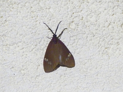 Cyclosia latipennis