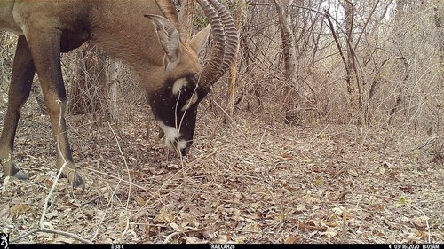 Western Roan Antelope