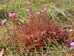 Drosera hartmeyerorum