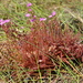 Drosera hartmeyerorum - Photo (c) Thilo Krueger, some rights reserved (CC BY-NC), uploaded by Thilo Krueger