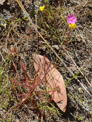 Drosera hartmeyerorum