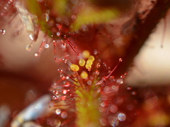 Drosera hartmeyerorum