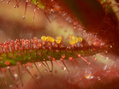 Drosera hartmeyerorum