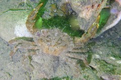 Liocarcinus navigator