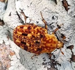 Porphyronota hebraea