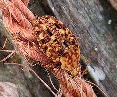 Porphyronota hebraea