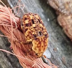 Porphyronota hebraea