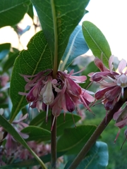 Razafimandimbisonia minor