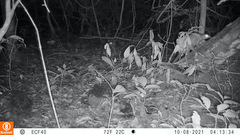 Phataginus tricuspis