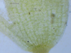 Schistidium crassipilum