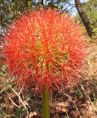 Scadoxus multiflorus
