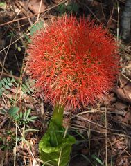 Scadoxus multiflorus