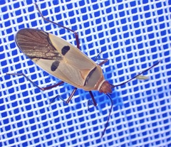 Dysdercus superstitiosus