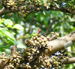Psilopogon malabaricus