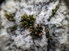 Orthotrichum strangulatum