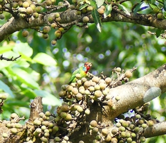 Psilopogon malabaricus