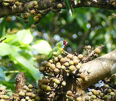 Psilopogon malabaricus