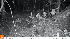 Phataginus tricuspis