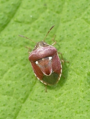Stagonomus bipunctatus pusillus