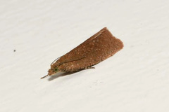 Celypha rufana