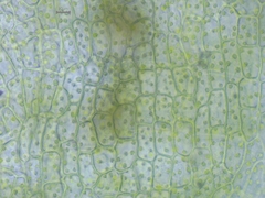 Schistidium crassipilum