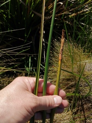 Bulbinella cauda-felis