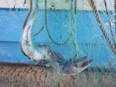 Merluccius merluccius