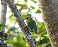 Psilopogon malabaricus