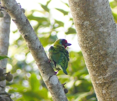 Psilopogon malabaricus