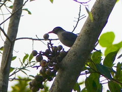 Turdus simillimus