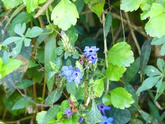 Eranthemum
