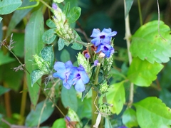 Eranthemum