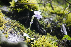 Streptocarpus rexii