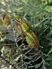 Synalpheus stimpsonii