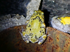 Uperodon triangularis