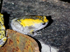 Uperodon triangularis