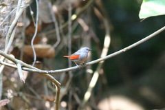 Pytilia phoenicoptera