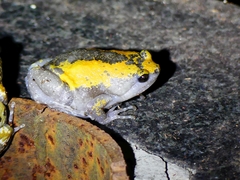 Uperodon triangularis