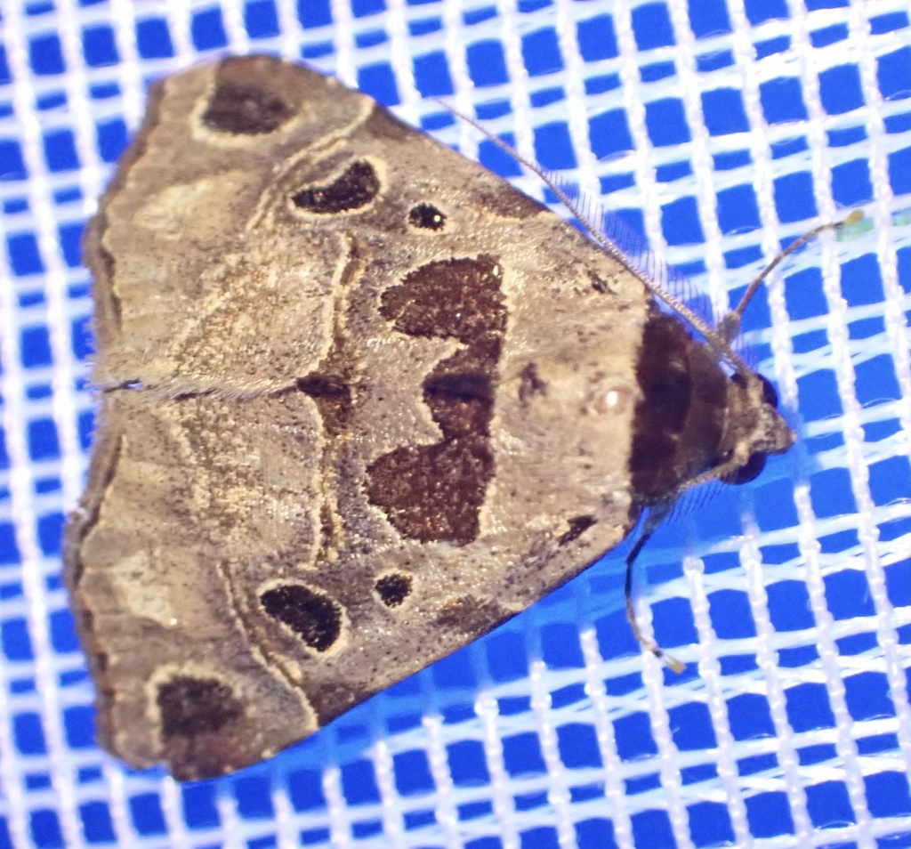 Marcipa ruptisigna