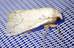 Parasa pallida
