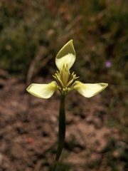 Moraea bellendenii