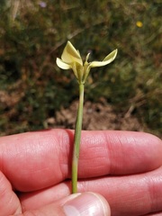 Moraea bellendenii