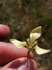 Moraea bellendenii