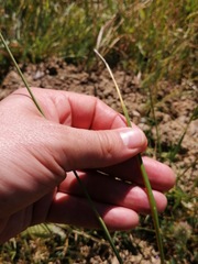 Moraea bellendenii