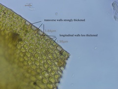 Schistidium crassipilum