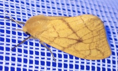 Monstruncusarctia aurantiaca