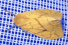 Monstruncusarctia aurantiaca