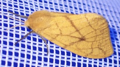 Monstruncusarctia aurantiaca