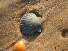 Pecten